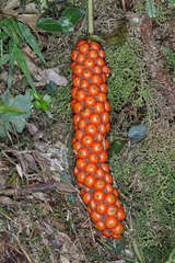 Anthurium subcordatum