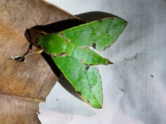 Euchloron megaera serrai