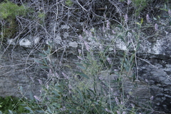 Trigonocapnos lichtensteinii