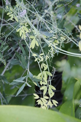 Trigonocapnos lichtensteinii