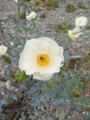 Argemone hunnemannii