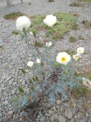 Argemone hunnemannii