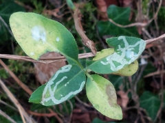 Phytomyza aprilina