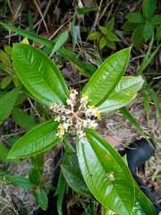 Miconia stenostachya