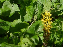 Ligularia fischeri