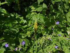 Ligularia fischeri