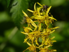 Ligularia fischeri