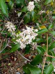 Miconia stenostachya