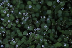 Crassula dentata