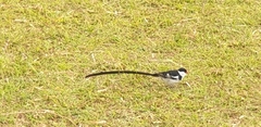 Vidua macroura