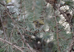 Phylloscopus proregulus