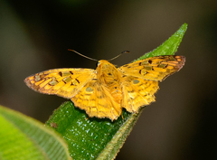 Myscelus amystis epigona