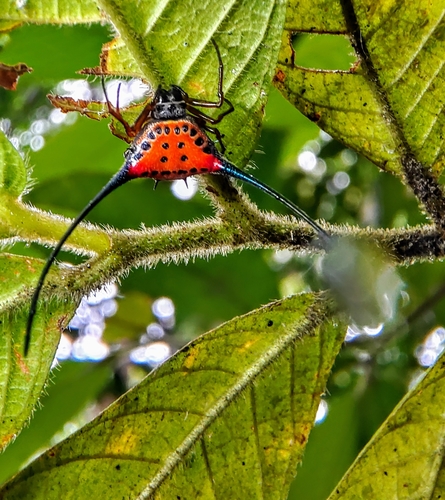 Photo of Long-horned Orbweaver (Macracantha arcuata)