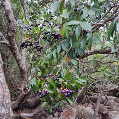 Syzygium afromontanum