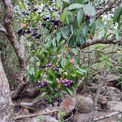 Syzygium afromontanum