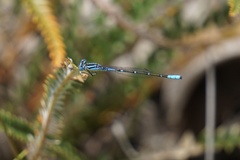 Austroagrion cyane
