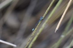 Austroagrion cyane