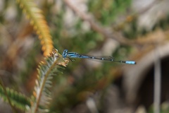 Austroagrion cyane