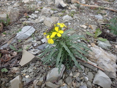 Erysimum callicarpum
