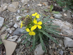 Erysimum callicarpum