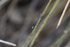 Austroagrion cyane