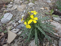 Erysimum callicarpum