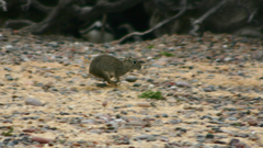 Microcavia australis