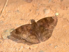Nisoniades bipuncta