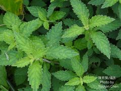 Isodon amethystoides