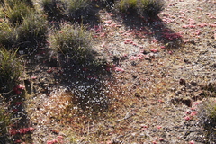 Utricularia bisquamata
