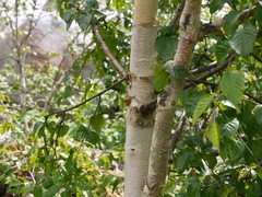 Betula utilis