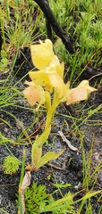 Pterygodium acutifolium
