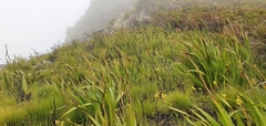 Pterygodium acutifolium