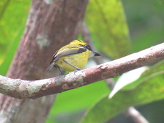 Todirostrum chrysocrotaphum