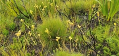 Pterygodium acutifolium