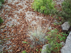 Festuca glauca