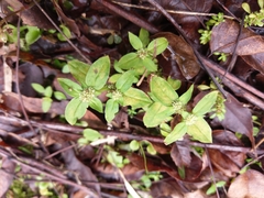 Spermacoce mauritiana