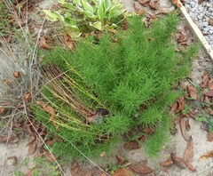 Santolina virens