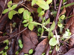 Spermacoce mauritiana