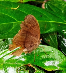 Faunis canens arcesilas