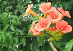 Campsis grandiflora