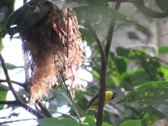 Todirostrum chrysocrotaphum