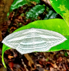 Acropteris rectinervata