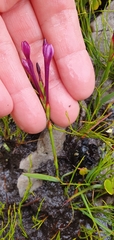 Thereianthus minutus