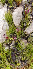Thereianthus minutus