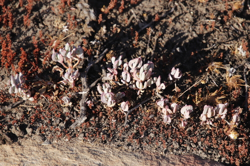 Crassula hirsuta