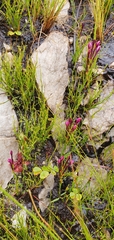 Thereianthus minutus