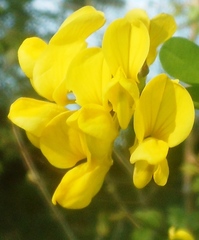 Hippocrepis emerus emeroides