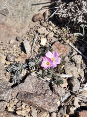 Oxalis adenophylla