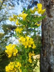Hippocrepis emerus emeroides